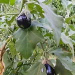 Platanos Casa vacanze