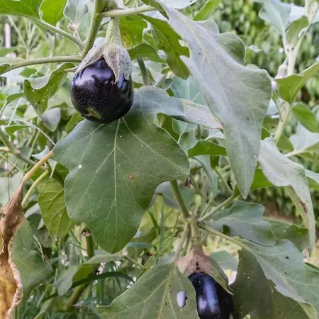Platanos Дом отдыха
