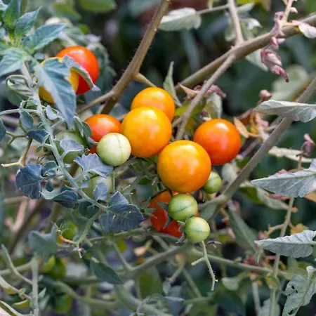 בית נופש Platanos ואסיליקי