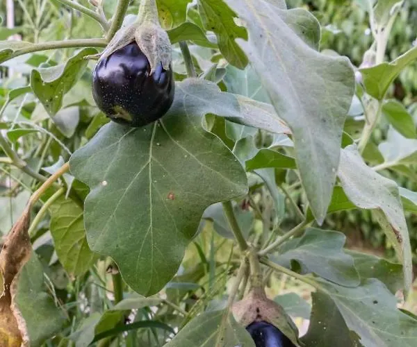 Platanos بيت للعطل