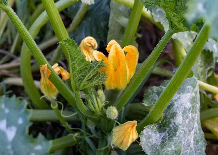 Platanos بيت للعطل