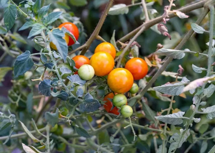 بيت للعطل Platanos فاسيليكي